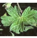 pyreneanffolcranesbill
