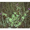 pyreneanfforcranesbill