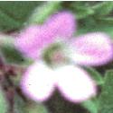 roundleavedfflocranesbill