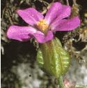 shiningfflocranesbill