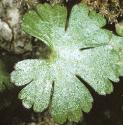 shiningffol1cranesbill