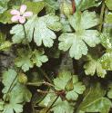 shiningffol2cranesbill
