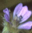 smallfloweredfflocranesbill