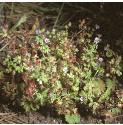 smallfloweredfforcranesbill