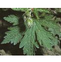woodffolcranesbill