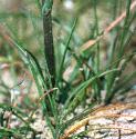 bulbousffolmeadowgrass