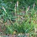 bulbousfformeadowgrass