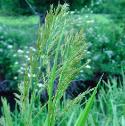 greatfflowatergrassbritishflora