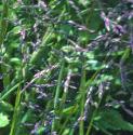 narrowfflosleavedmeadowgrass