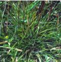 narrowffolleavedmeadowgrass