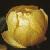fglobecolfloflower1a
