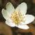 fwoodcolfloanemone