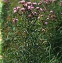 creepingfforthistle