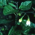 blackfflosnightshade