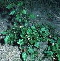 blackffornightshade