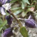 pchalkflo2milkwort