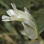 pchalkflo3milkwort