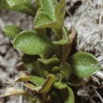 pchalkfol1milkwort