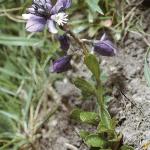 pchalkformilkwort