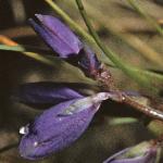pheathflobudomilkwort