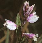 pheathflos1milkwort