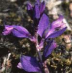 pheathflos2milkwort