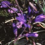 pheathflos3milkwort