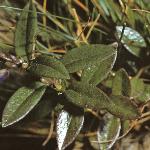 pheathfol1milkwort