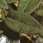 pheathfol2milkwort