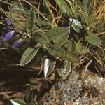 pheathfor1milkwort
