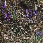 pheathfor2milkwort