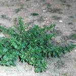 psmallfornettle