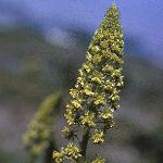 pwildflo4mignonette
