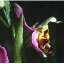 beefflo3orchid