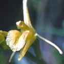 fenfflo1orchid