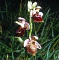 latefflosspiderorchid