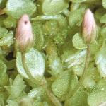 pbogflo1budopimpernel