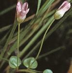 pbogflo1budspimpernel