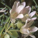 pbogflospimpernel