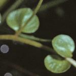 pbogfol1pimpernel