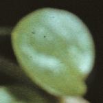 pbogfol2pimpernel