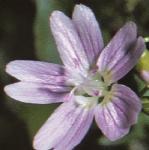 ppinkflo1purslane