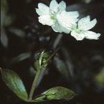 ppinkflo2purslane