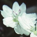 ppinkflo3purslane