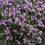 ppinkflos2purslane