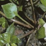 ppinkfol1purslane