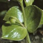 ppinkfol2purslane