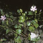 ppinkforpurslane