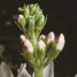 pwaterflo1budoviolet