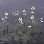 pwaterfor1violet